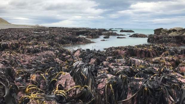 Co-seismic movement, the seismic release of energy along a fault, is behind Kaikoura&#39;s lifted seabed. (TREVOR BURKHART)