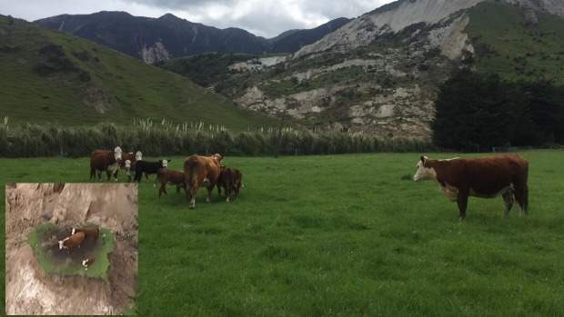 The rescued cows in their new paddock. (Inset: NEWSHUB. Main photo: SUPPLIED)